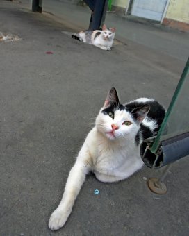 Коты "приватизировали" троллейбусную остановку 