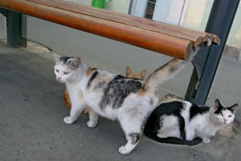 Коты "приватизировали" троллейбусную остановку 