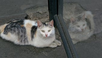 Коты "приватизировали" троллейбусную остановку 