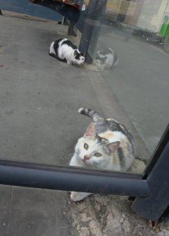 Коты "приватизировали" троллейбусную остановку 