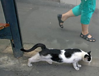 Коты "приватизировали" троллейбусную остановку 