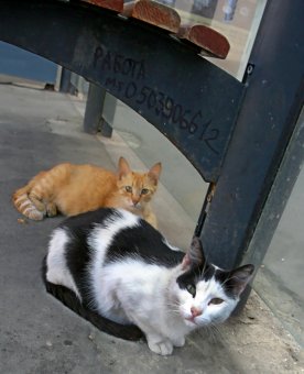 Коты "приватизировали" троллейбусную остановку 