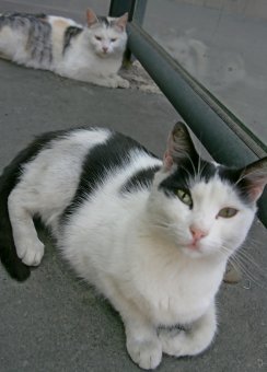 Коты "приватизировали" троллейбусную остановку 