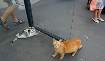 Коты "приватизировали" троллейбусную остановку 