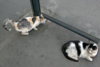 Коты "приватизировали" троллейбусную остановку 