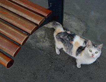 Коты "приватизировали" троллейбусную остановку 