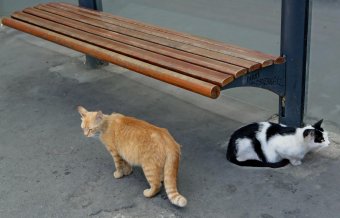 Коты "приватизировали" троллейбусную остановку 