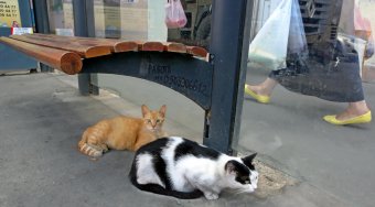 Коты "приватизировали" троллейбусную остановку 