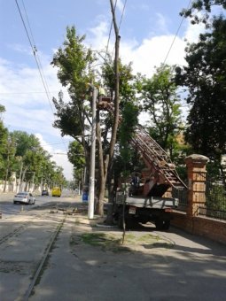 Горзелентрест Одессы отчитался о сносе сухих деревьев на Французском бульваре (фото)