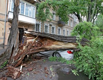 Непогода повалила несколько деревьев в Одессе