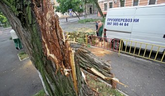 Непогода повалила несколько деревьев в Одессе