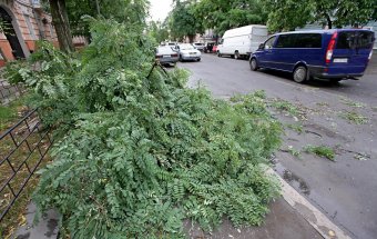 Непогода повалила несколько деревьев в Одессе