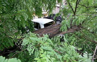 Непогода повалила несколько деревьев в Одессе