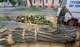 Непогода повалила несколько деревьев в Одессе