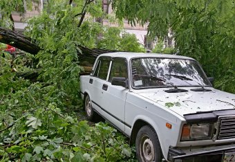 Непогода повалила несколько деревьев в Одессе