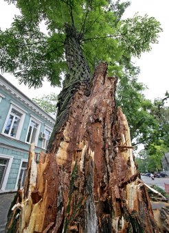 Непогода повалила несколько деревьев в Одессе