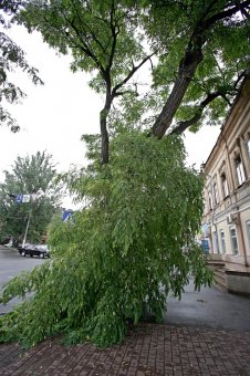 Непогода повалила несколько деревьев в Одессе