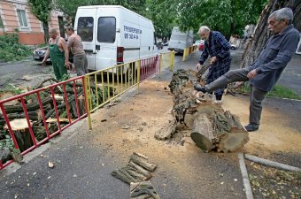 Непогода повалила несколько деревьев в Одессе