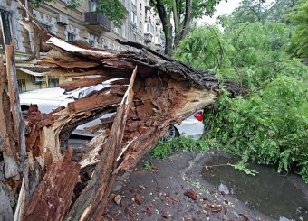 Непогода повалила несколько деревьев в Одессе