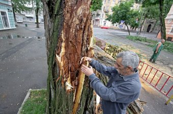 Непогода повалила несколько деревьев в Одессе