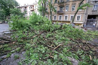 Непогода повалила несколько деревьев в Одессе