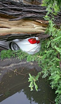 Непогода повалила несколько деревьев в Одессе
