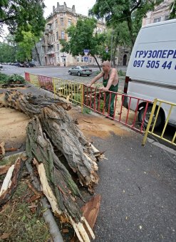 Непогода повалила несколько деревьев в Одессе