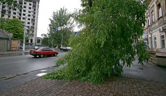 Непогода повалила несколько деревьев в Одессе