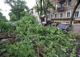 Непогода повалила несколько деревьев в Одессе