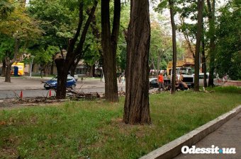 Геннадий Труханов призвал бороться с аварийными деревьями и высаживать новые