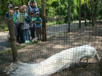 У павлина Снежинки из Одесского  зоопарка появились покровители (фото)