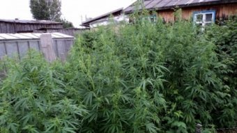 Бабуля хотела подлечить больные колени, в итоге может сесть на три года