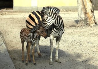 Зоопарк приглашает полюбоваться на  новорожденного зебренка