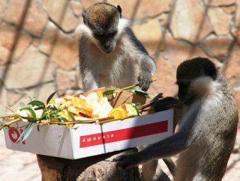 Одесский зоопарк снова удивил своих гостей (фото)