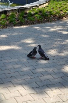 Бухарест, +38 в тени
