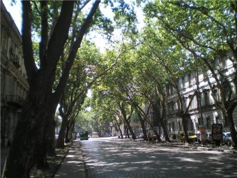 Сегодня в Одессе обрезка деревьев, разрушающих фасады