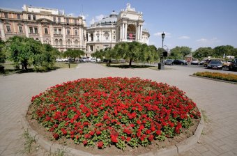 Миллион алых роз, а также незабудок, маргариток и других цветов выращено в теплицах одесского Горзелентреста в этом году (фото)