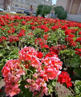Миллион алых роз, а также незабудок, маргариток и других цветов выращено в теплицах одесского Горзелентреста в этом году (фото)