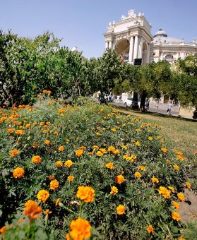 Миллион алых роз, а также незабудок, маргариток и других цветов выращено в теплицах одесского Горзелентреста в этом году (фото)