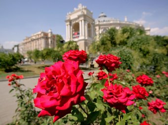 Миллион алых роз, а также незабудок, маргариток и других цветов выращено в теплицах одесского Горзелентреста в этом году (фото)