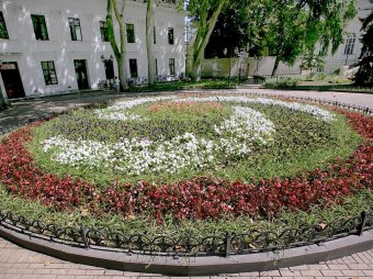 Миллион алых роз, а также незабудок, маргариток и других цветов выращено в теплицах одесского Горзелентреста в этом году (фото)