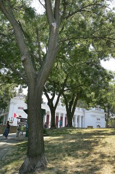 Скоро в Одессе начнут облагораживать Стамбульский парк (фото)