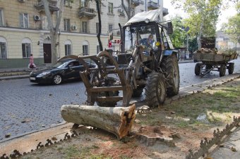 В Одессе продолжается обрезка сухостоя (фото)