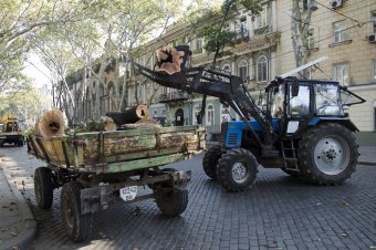 В Одессе продолжается обрезка сухостоя (фото)