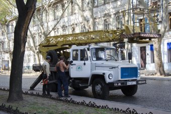 В Одессе продолжается обрезка сухостоя (фото)