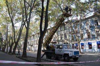 В Одессе продолжается обрезка сухостоя (фото)