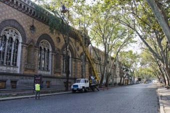 В Одессе продолжается обрезка сухостоя (фото)