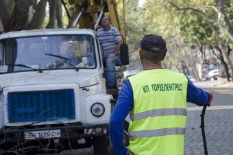 В Одессе продолжается обрезка сухостоя (фото)