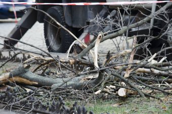 В Одессе продолжается обрезка сухостоя (фото)