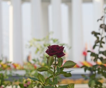 Подарок ко Дню города: Колоннада и статуи львов открылись после реставрации